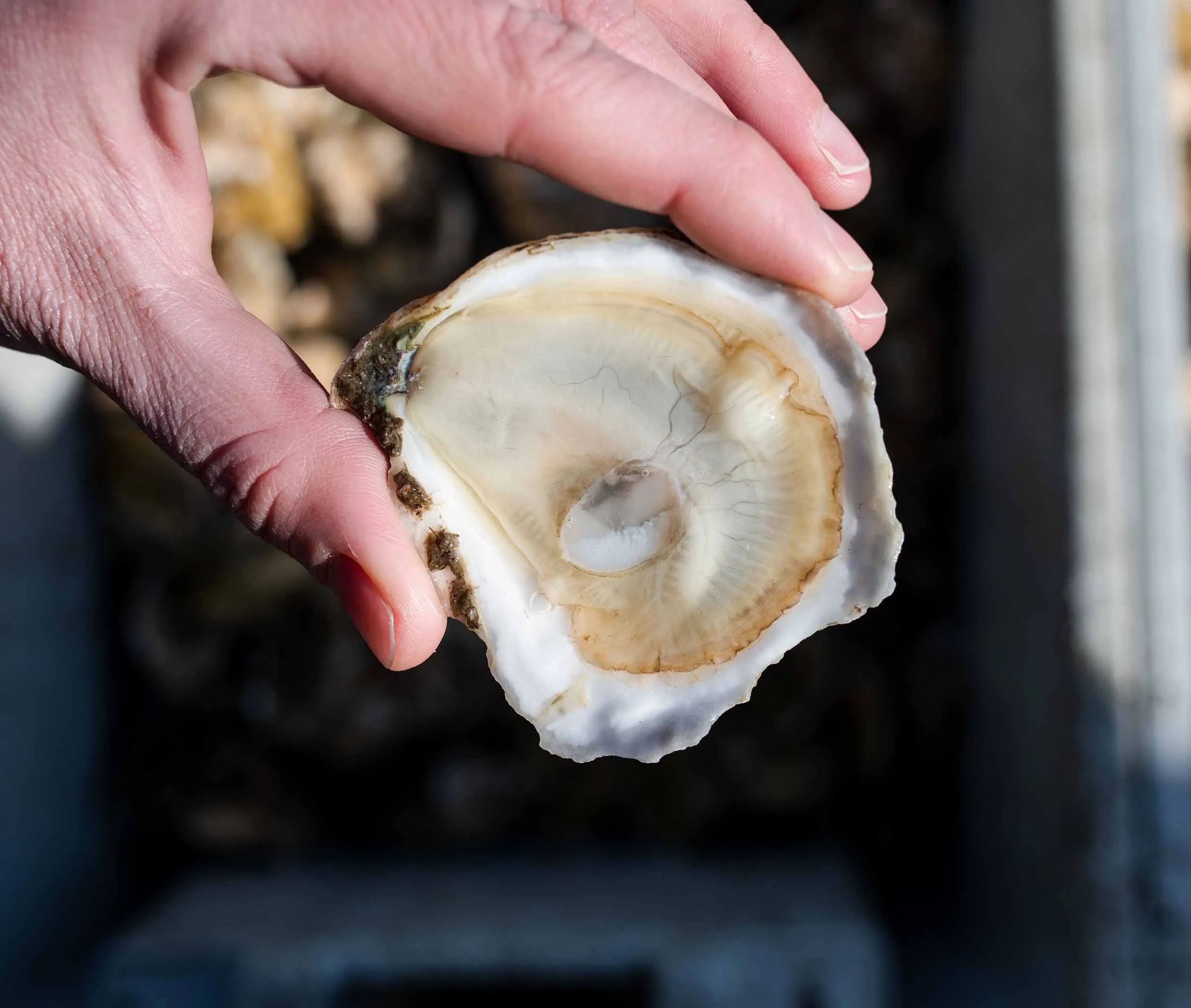 Beach Plum Oysters from Westport, MA