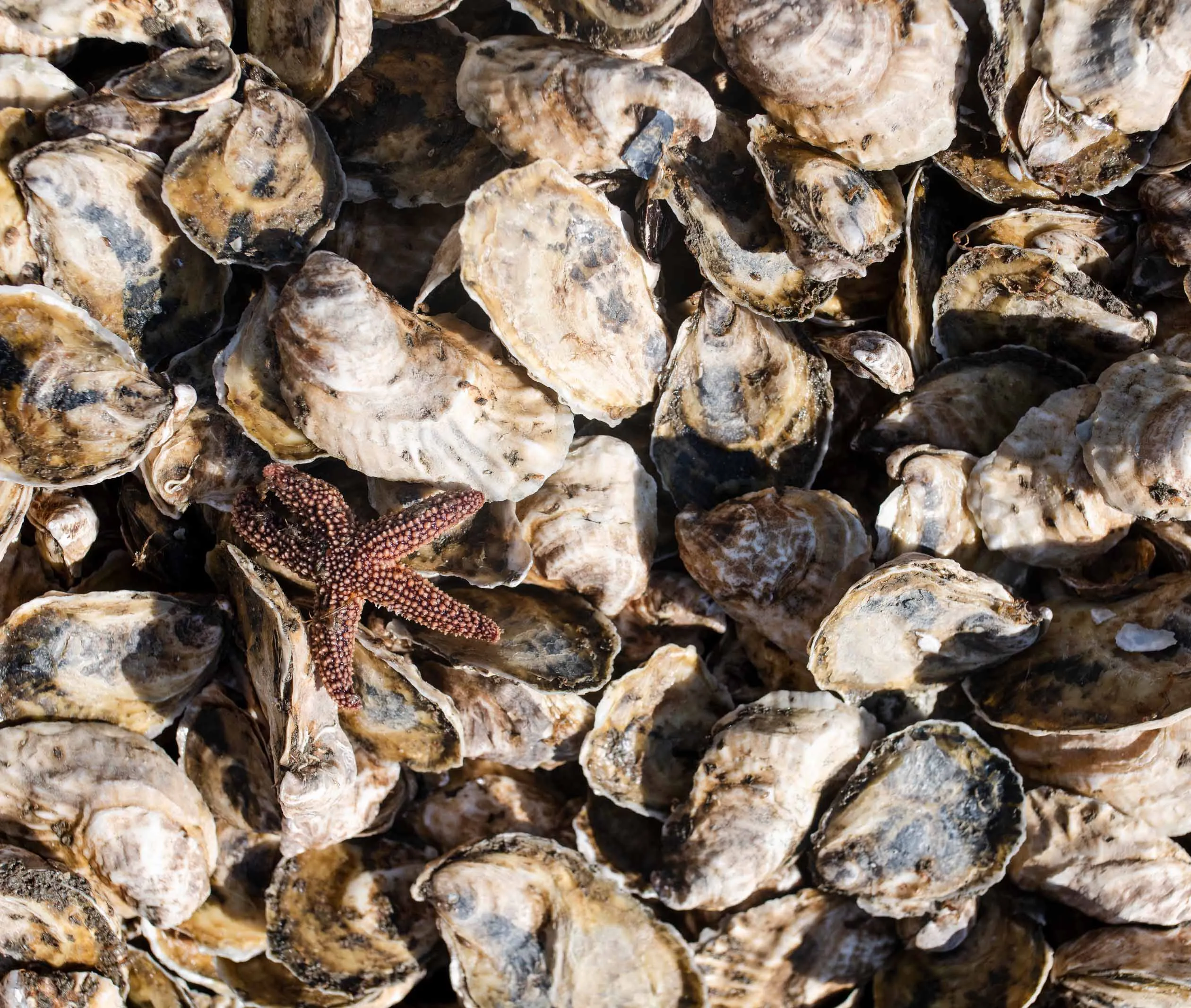 Beach Plum Oysters from Westport, MA