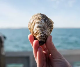 Beach Plum Oysters from Westport, MA